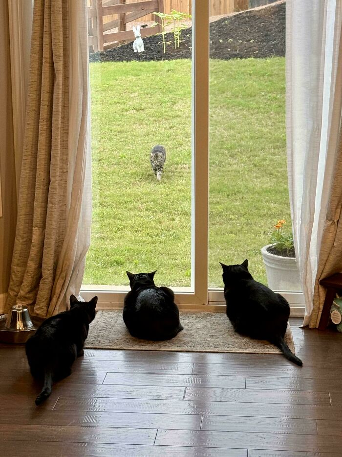 “What Are These Board Directors Thinking?”: 117 Hilarious Pics Of Cats Gathering Together