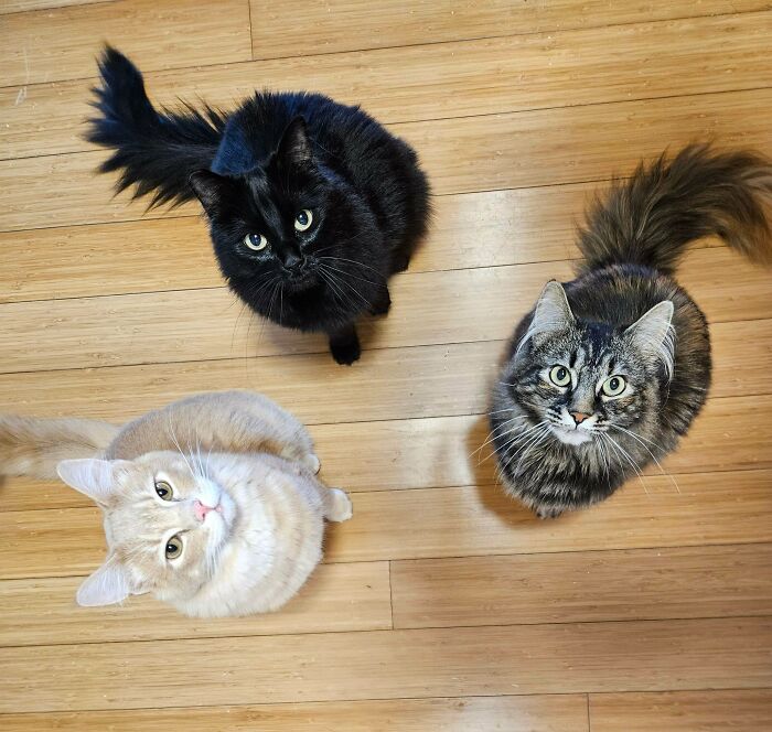 “What Are These Board Directors Thinking?”: 117 Hilarious Pics Of Cats Gathering Together