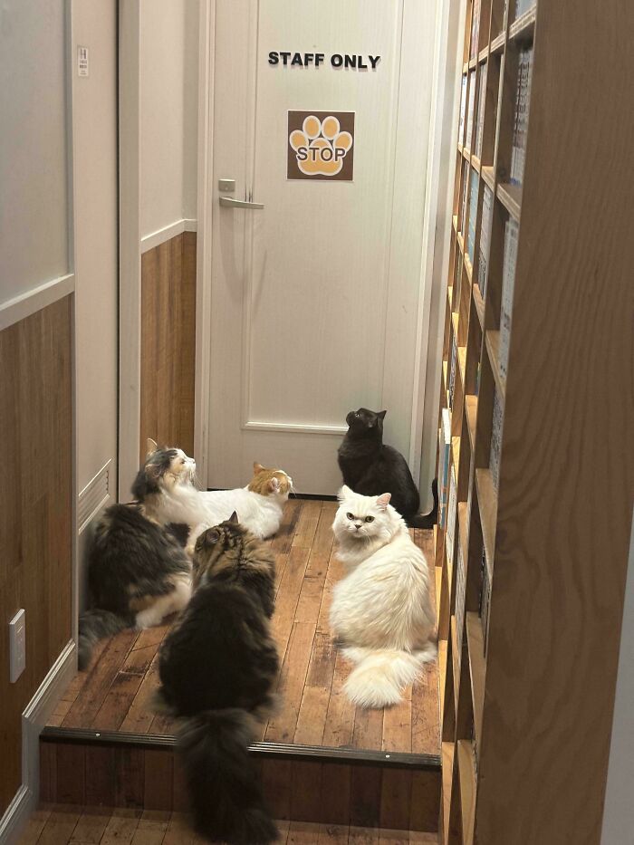 “What Are These Board Directors Thinking?”: 117 Hilarious Pics Of Cats Gathering Together