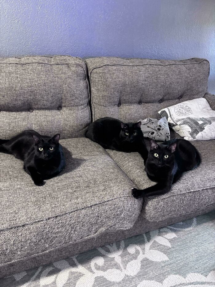 “What Are These Board Directors Thinking?”: 117 Hilarious Pics Of Cats Gathering Together