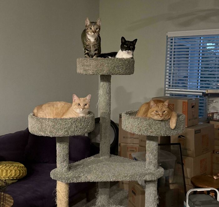 “What Are These Board Directors Thinking?”: 117 Hilarious Pics Of Cats Gathering Together