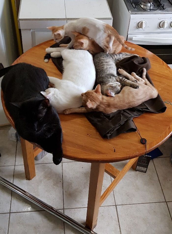 “What Are These Board Directors Thinking?”: 117 Hilarious Pics Of Cats Gathering Together