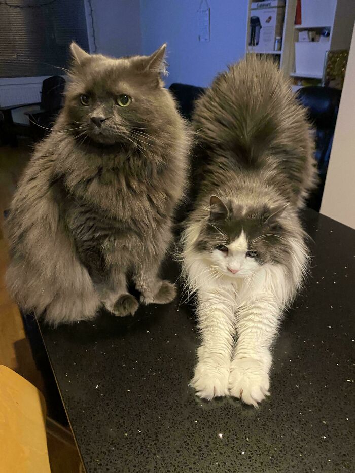 “What Are These Board Directors Thinking?”: 117 Hilarious Pics Of Cats Gathering Together