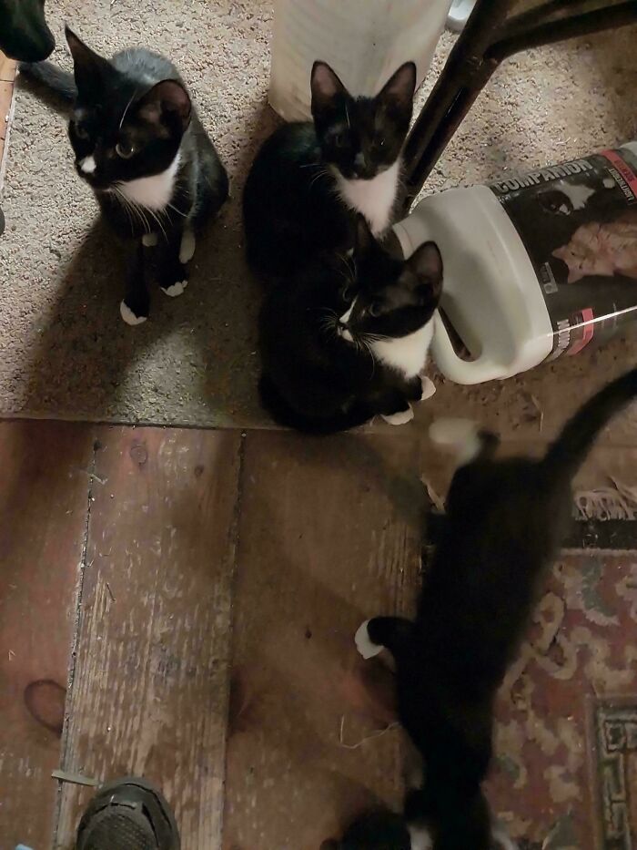 “What Are These Board Directors Thinking?”: 117 Hilarious Pics Of Cats Gathering Together