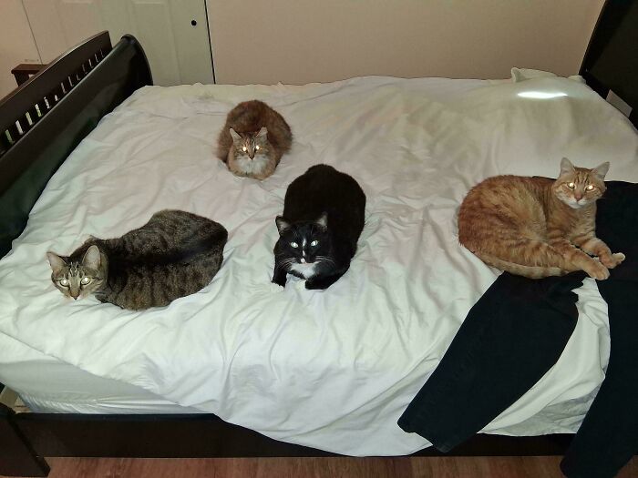 “What Are These Board Directors Thinking?”: 117 Hilarious Pics Of Cats Gathering Together