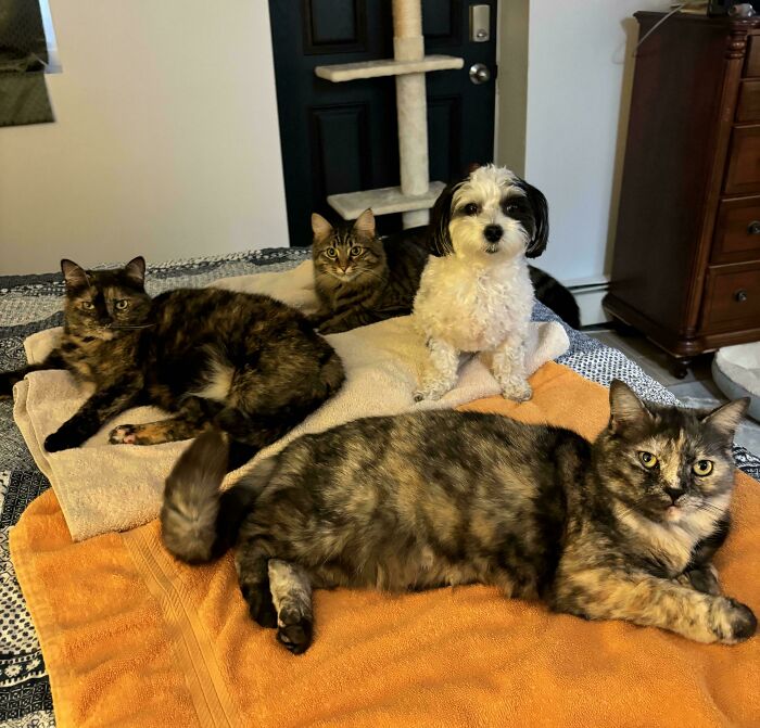 “What Are These Board Directors Thinking?”: 117 Hilarious Pics Of Cats Gathering Together