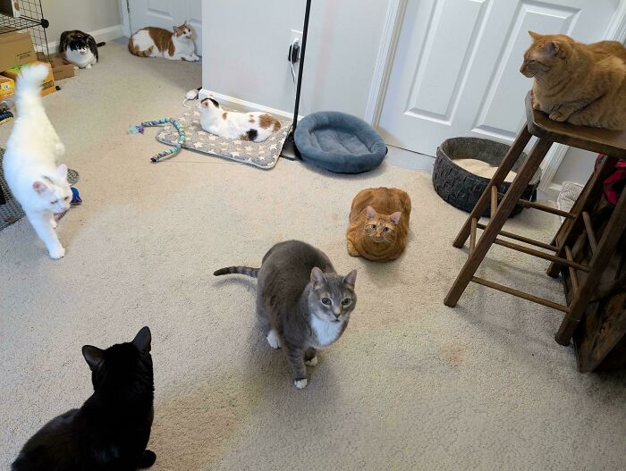 “What Are These Board Directors Thinking?”: 117 Hilarious Pics Of Cats Gathering Together