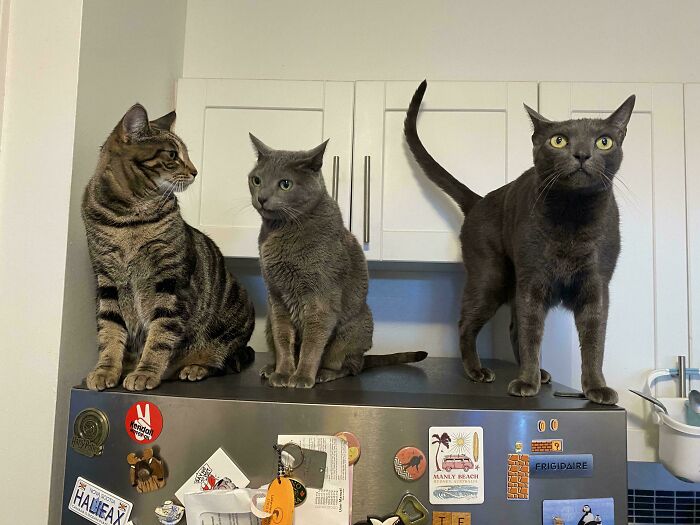 “What Are These Board Directors Thinking?”: 117 Hilarious Pics Of Cats Gathering Together