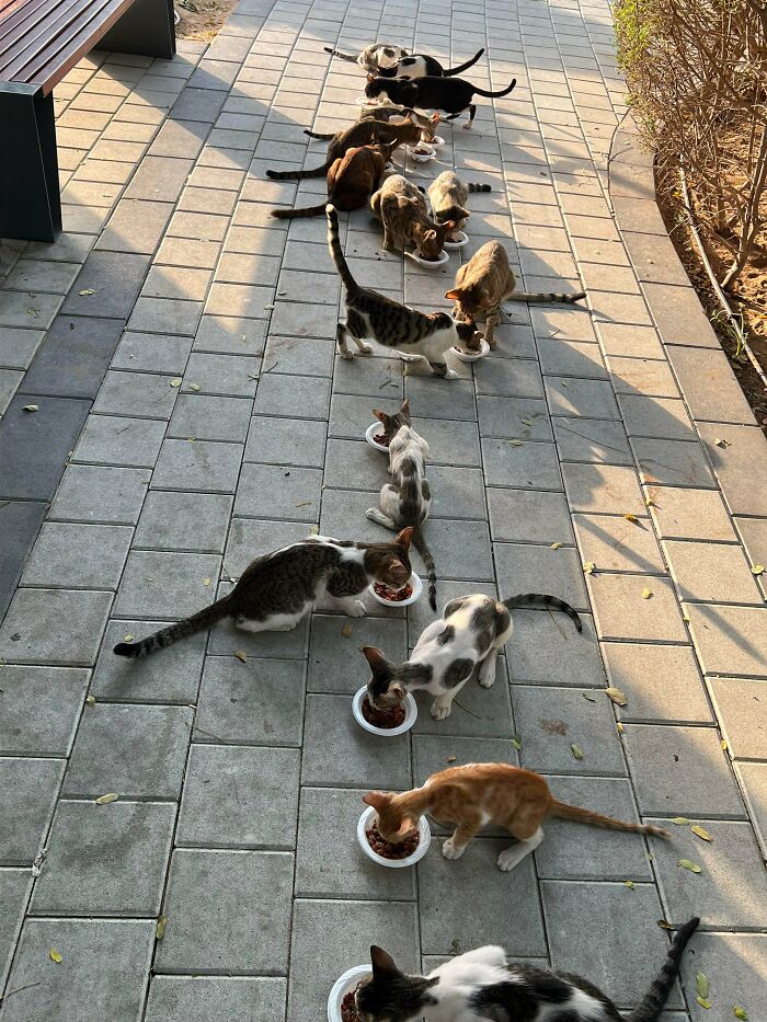 “What Are These Board Directors Thinking?”: 117 Hilarious Pics Of Cats Gathering Together