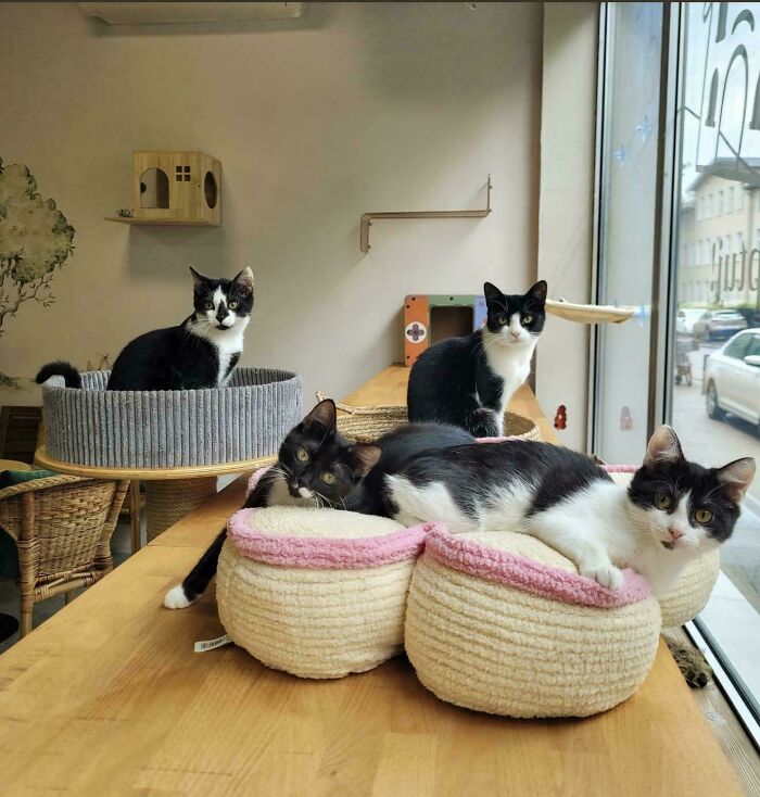 “What Are These Board Directors Thinking?”: 117 Hilarious Pics Of Cats Gathering Together