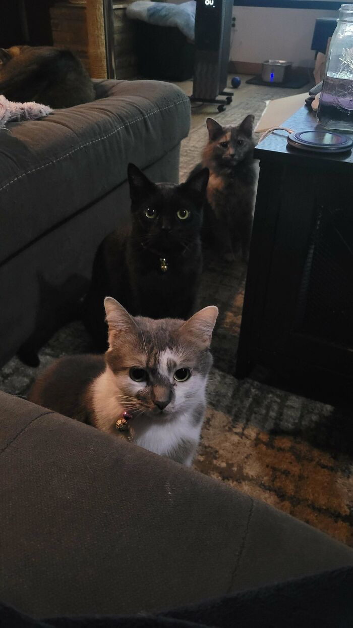 “What Are These Board Directors Thinking?”: 117 Hilarious Pics Of Cats Gathering Together