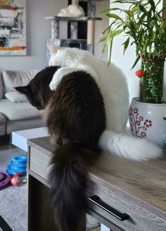 “What Are These Board Directors Thinking?”: 117 Hilarious Pics Of Cats Gathering Together