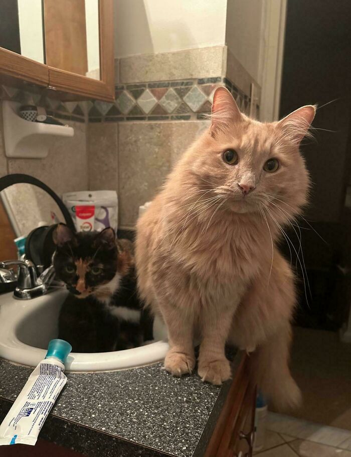 “What Are These Board Directors Thinking?”: 117 Hilarious Pics Of Cats Gathering Together