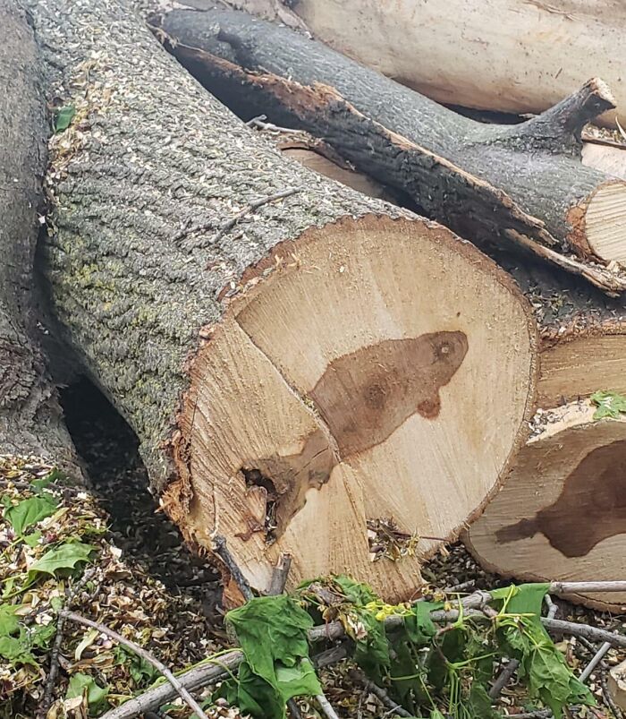 69 Nature Pics That Are As Interesting As They Are Beautiful