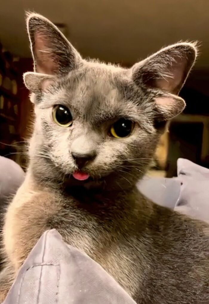 “1 In 2,000,000”: 46 Animals With Rare Genetic Mutations That Don’t Even Look Real (New Pics) “1 In 2,000,000”: 46 Animals With Rare Genetic Mutations That Don’t Even Look Real (New Pics)