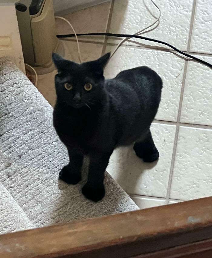 “1 In 2,000,000”: 46 Animals With Rare Genetic Mutations That Don’t Even Look Real (New Pics) “1 In 2,000,000”: 46 Animals With Rare Genetic Mutations That Don’t Even Look Real (New Pics)