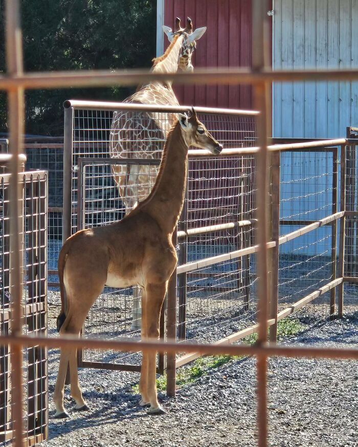 “1 In 2,000,000”: 46 Animals With Rare Genetic Mutations That Don’t Even Look Real (New Pics) “1 In 2,000,000”: 46 Animals With Rare Genetic Mutations That Don’t Even Look Real (New Pics)
