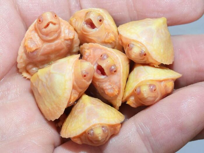 “1 In 2,000,000”: 46 Animals With Rare Genetic Mutations That Don’t Even Look Real (New Pics) “1 In 2,000,000”: 46 Animals With Rare Genetic Mutations That Don’t Even Look Real (New Pics)