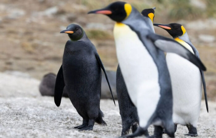 “1 In 2,000,000”: 46 Animals With Rare Genetic Mutations That Don’t Even Look Real (New Pics) “1 In 2,000,000”: 46 Animals With Rare Genetic Mutations That Don’t Even Look Real (New Pics)