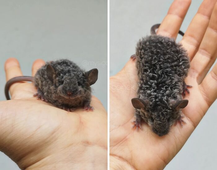 “1 In 2,000,000”: 46 Animals With Rare Genetic Mutations That Don’t Even Look Real (New Pics) “1 In 2,000,000”: 46 Animals With Rare Genetic Mutations That Don’t Even Look Real (New Pics)