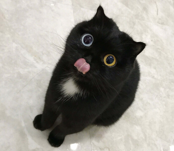 “1 In 2,000,000”: 46 Animals With Rare Genetic Mutations That Don’t Even Look Real (New Pics) “1 In 2,000,000”: 46 Animals With Rare Genetic Mutations That Don’t Even Look Real (New Pics)