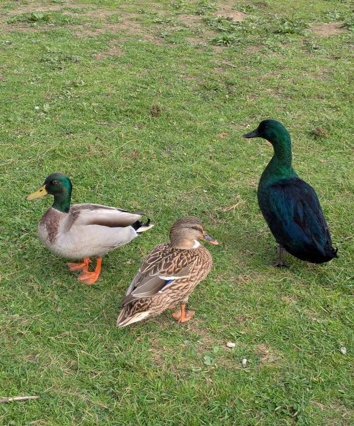 “1 In 2,000,000”: 46 Animals With Rare Genetic Mutations That Don’t Even Look Real (New Pics) “1 In 2,000,000”: 46 Animals With Rare Genetic Mutations That Don’t Even Look Real (New Pics)