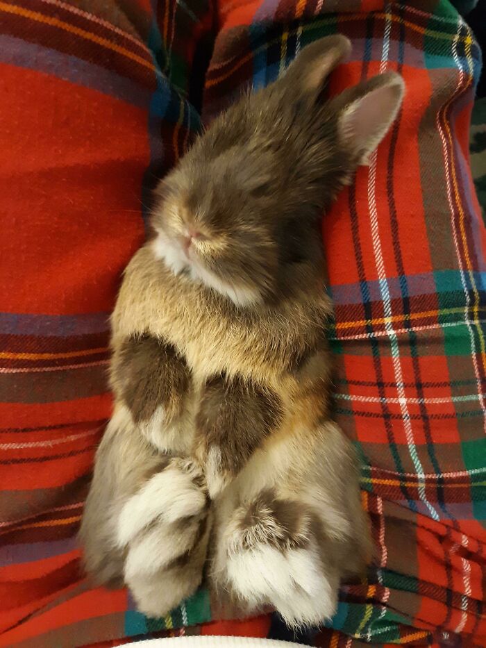 “1 In 2,000,000”: 46 Animals With Rare Genetic Mutations That Don’t Even Look Real (New Pics) “1 In 2,000,000”: 46 Animals With Rare Genetic Mutations That Don’t Even Look Real (New Pics)