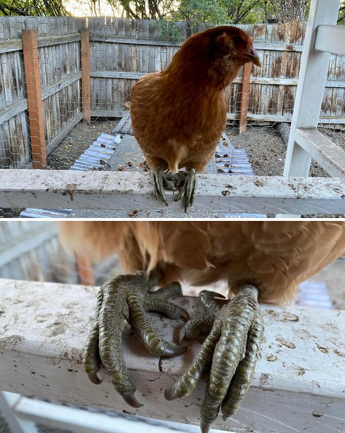 “1 In 2,000,000”: 46 Animals With Rare Genetic Mutations That Don’t Even Look Real (New Pics) “1 In 2,000,000”: 46 Animals With Rare Genetic Mutations That Don’t Even Look Real (New Pics)