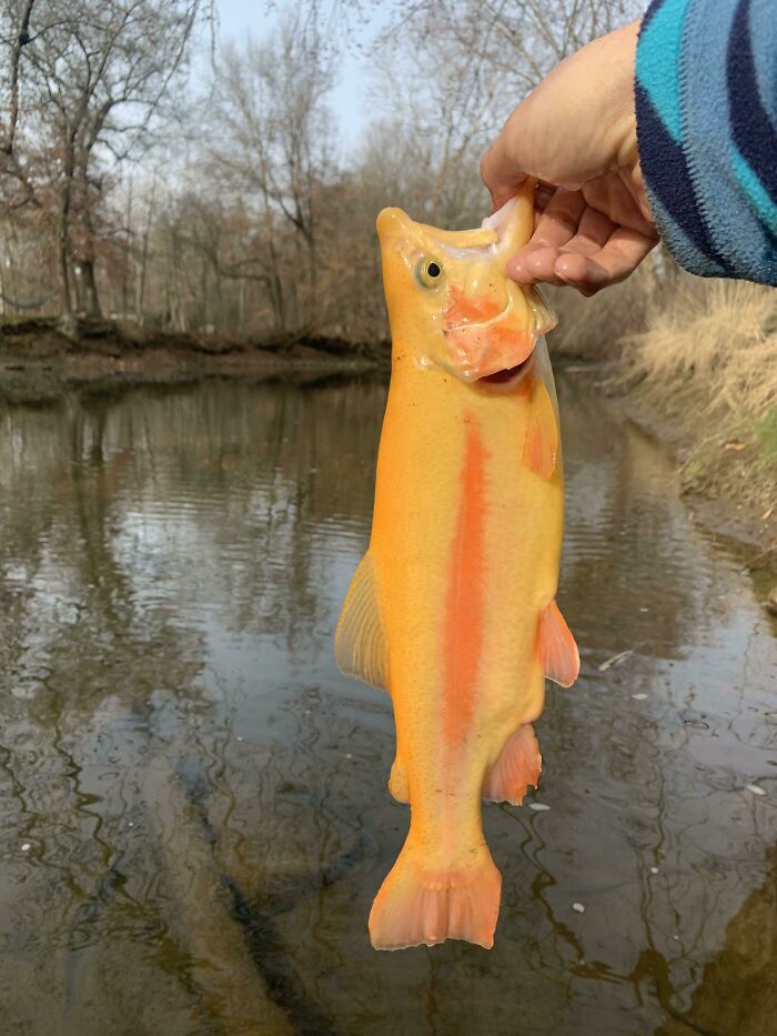 “1 In 2,000,000”: 46 Animals With Rare Genetic Mutations That Don’t Even Look Real (New Pics) “1 In 2,000,000”: 46 Animals With Rare Genetic Mutations That Don’t Even Look Real (New Pics)