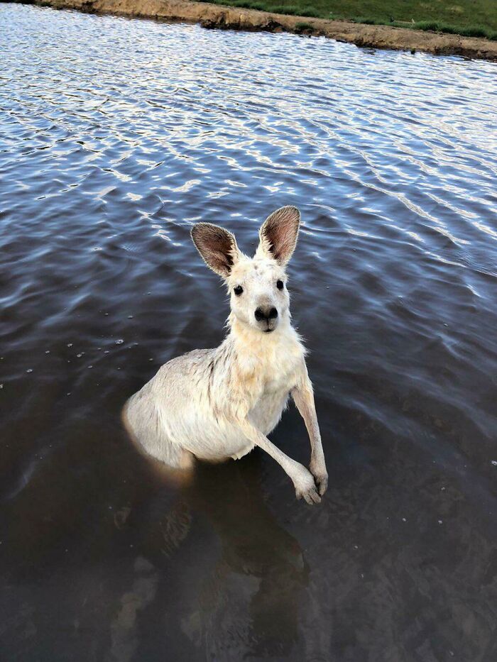 “1 In 2,000,000”: 46 Animals With Rare Genetic Mutations That Don’t Even Look Real (New Pics) “1 In 2,000,000”: 46 Animals With Rare Genetic Mutations That Don’t Even Look Real (New Pics)