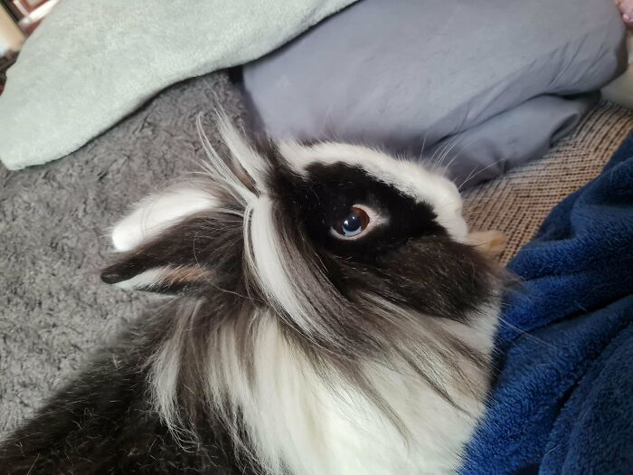 “1 In 2,000,000”: 46 Animals With Rare Genetic Mutations That Don’t Even Look Real (New Pics) “1 In 2,000,000”: 46 Animals With Rare Genetic Mutations That Don’t Even Look Real (New Pics)