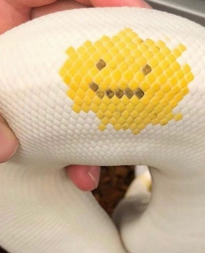 30 Photos That Look Impossible At First Glance: Some Are Perfect Timing, Some Are Genius Illusions