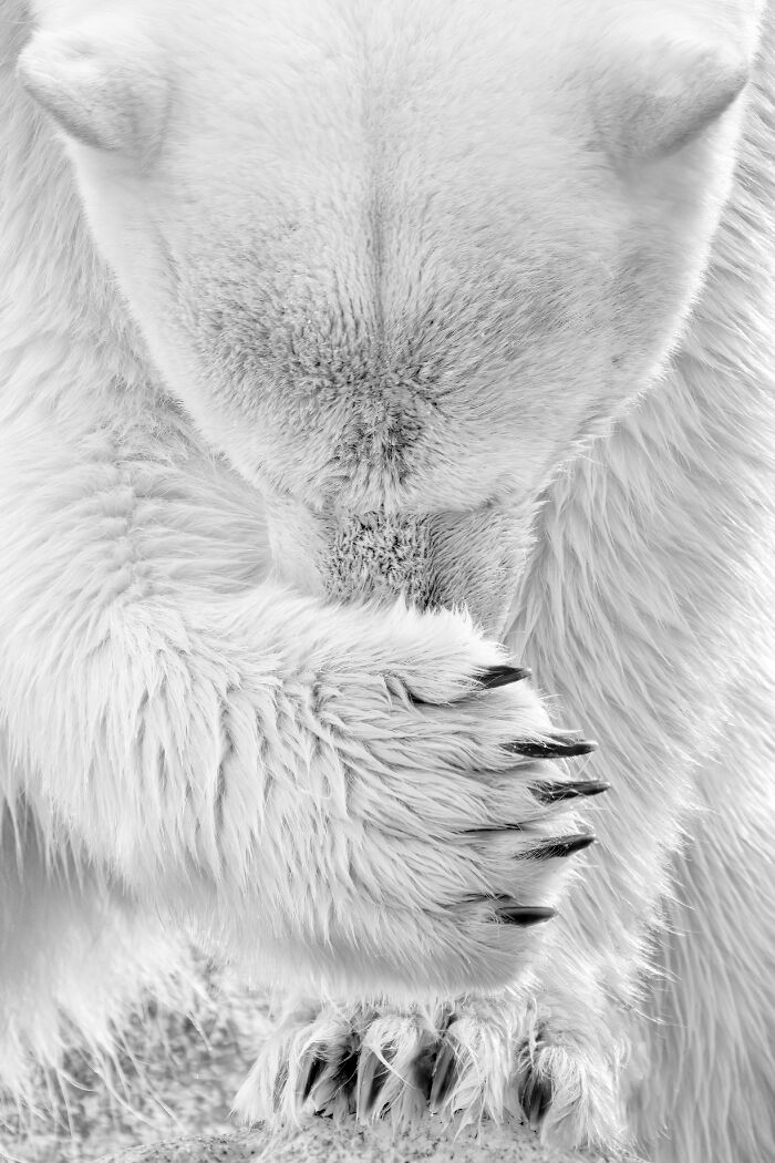 Nature In Focus: Celebrating The 2025 IPA Award Winners