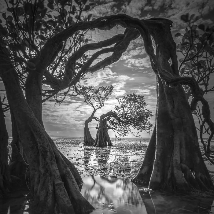 Nature In Focus: Celebrating The 2025 IPA Award Winners