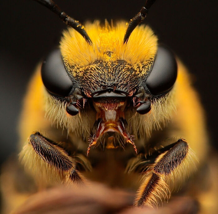 Nature In Focus: Celebrating The 2025 IPA Award Winners