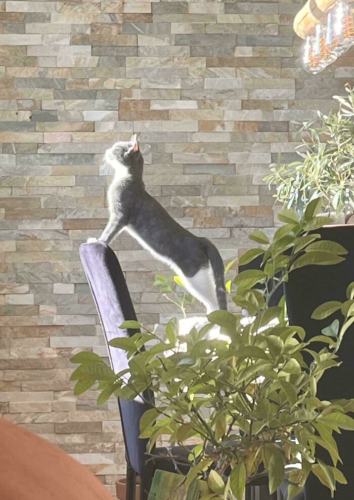 49 Incredibly Beautiful Pics Of Animals That Look Just Like Renaissance Art Masterpieces