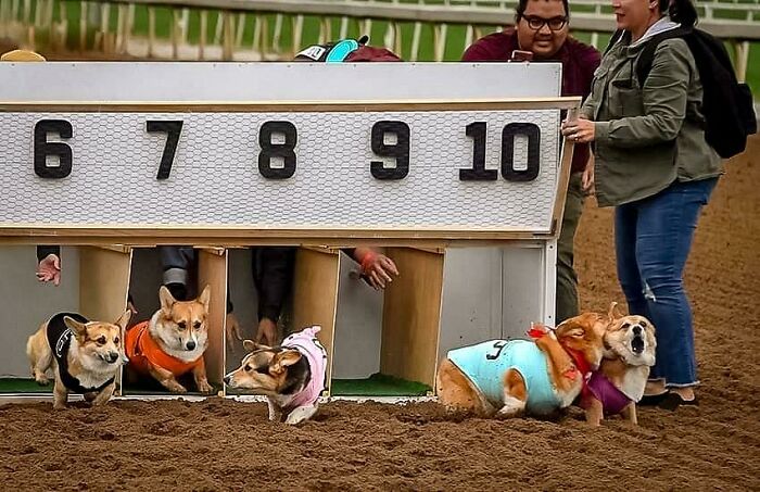 49 Incredibly Beautiful Pics Of Animals That Look Just Like Renaissance Art Masterpieces