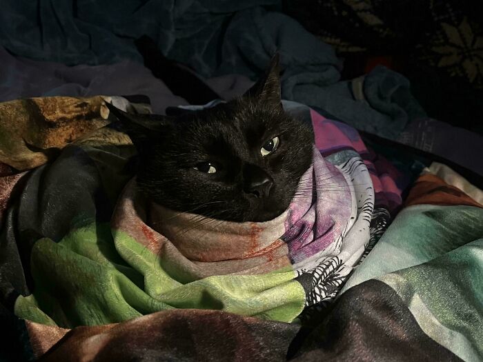 49 Incredibly Beautiful Pics Of Animals That Look Just Like Renaissance Art Masterpieces