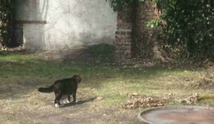 49 Incredibly Beautiful Pics Of Animals That Look Just Like Renaissance Art Masterpieces