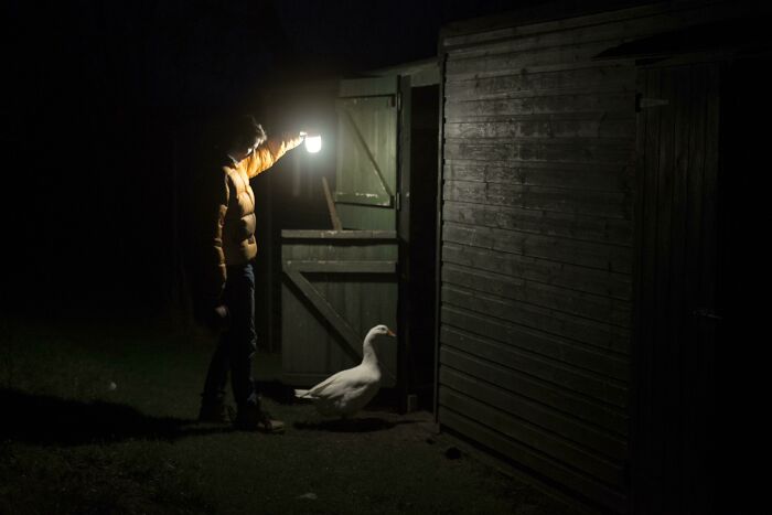 49 Incredibly Beautiful Pics Of Animals That Look Just Like Renaissance Art Masterpieces