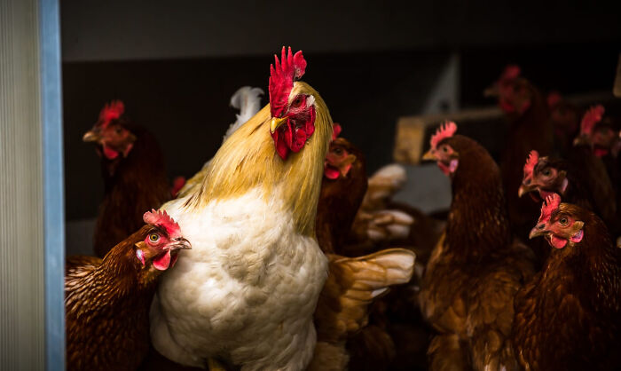 49 Incredibly Beautiful Pics Of Animals That Look Just Like Renaissance Art Masterpieces