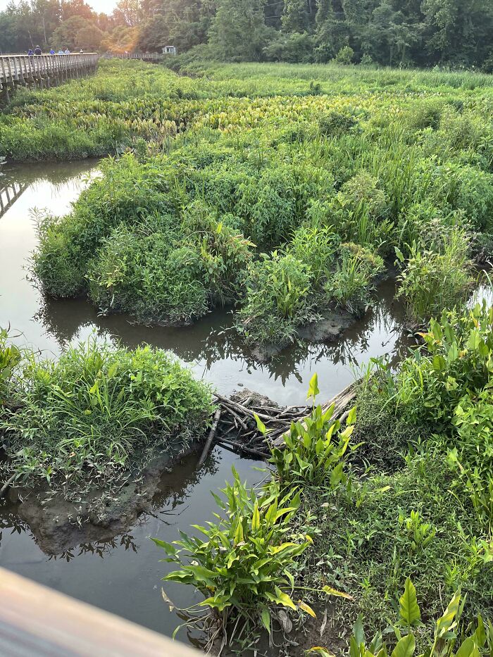 ‘When You See It’: 111 Perfectly Camouflaged Things That Might Take You Ages To Find (New Pics) ‘When You See It’: 111 Perfectly Camouflaged Things That Might Take You Ages To Find (New Pics)