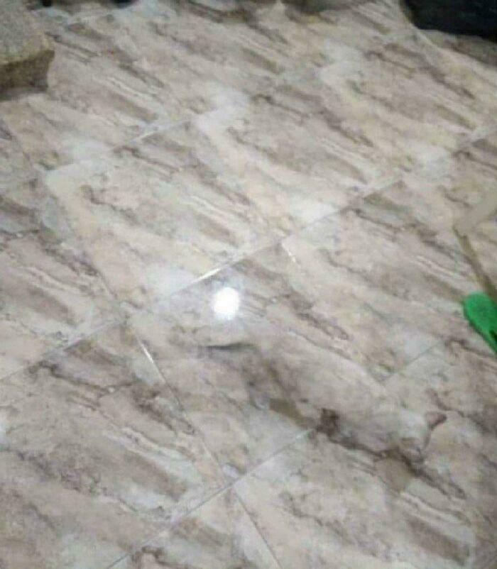 ‘When You See It’: 111 Perfectly Camouflaged Things That Might Take You Ages To Find (New Pics) ‘When You See It’: 111 Perfectly Camouflaged Things That Might Take You Ages To Find (New Pics)