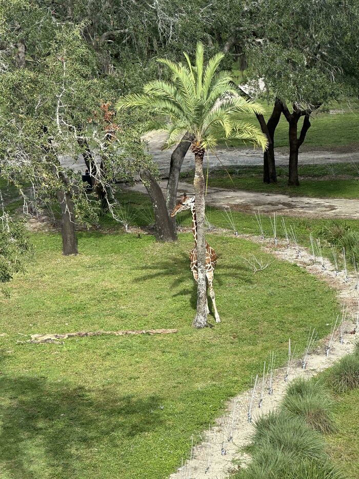 ‘When You See It’: 111 Perfectly Camouflaged Things That Might Take You Ages To Find (New Pics) ‘When You See It’: 111 Perfectly Camouflaged Things That Might Take You Ages To Find (New Pics)