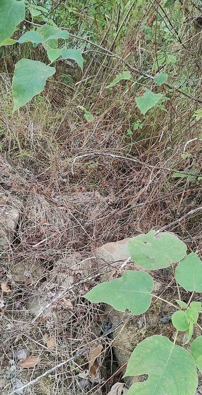 ‘When You See It’: 111 Perfectly Camouflaged Things That Might Take You Ages To Find (New Pics) ‘When You See It’: 111 Perfectly Camouflaged Things That Might Take You Ages To Find (New Pics)