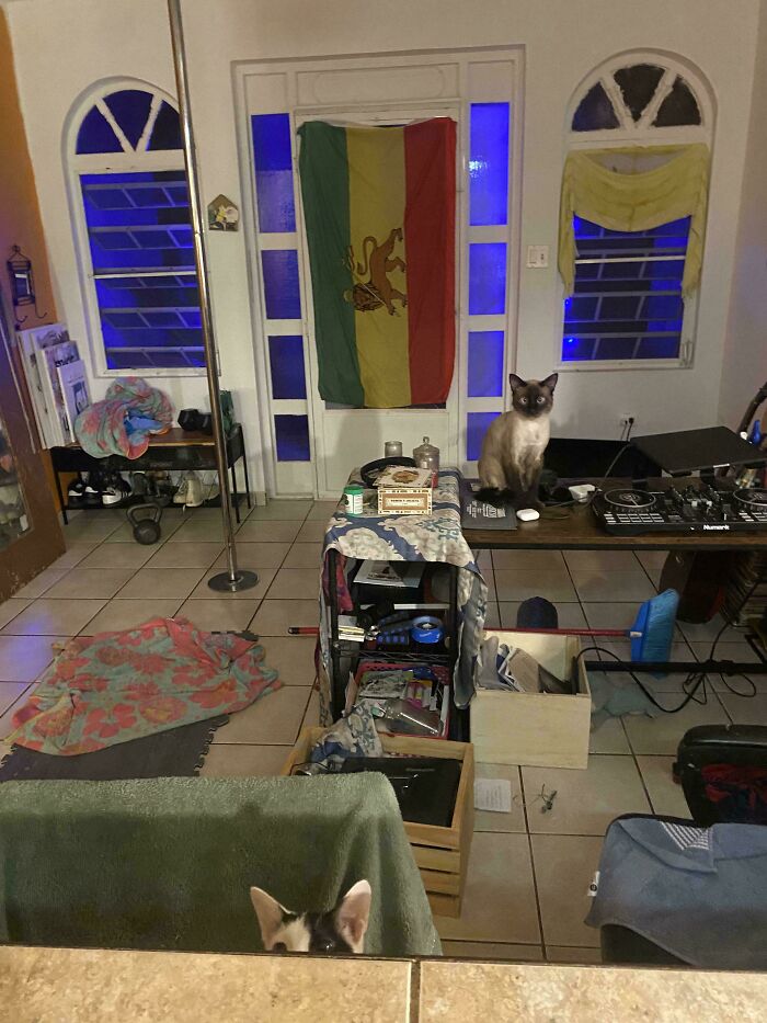 ‘When You See It’: 111 Perfectly Camouflaged Things That Might Take You Ages To Find (New Pics) ‘When You See It’: 111 Perfectly Camouflaged Things That Might Take You Ages To Find (New Pics)