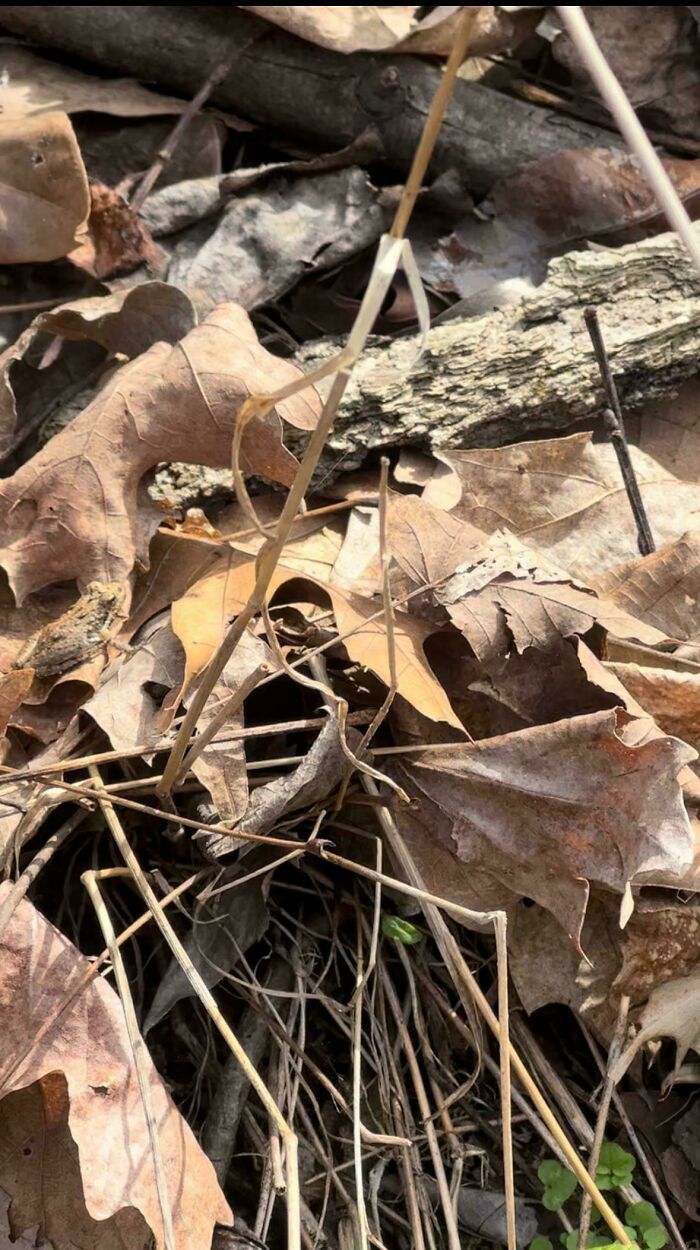 ‘When You See It’: 111 Perfectly Camouflaged Things That Might Take You Ages To Find (New Pics) ‘When You See It’: 111 Perfectly Camouflaged Things That Might Take You Ages To Find (New Pics)