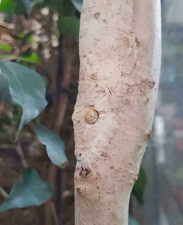 ‘When You See It’: 111 Perfectly Camouflaged Things That Might Take You Ages To Find (New Pics) ‘When You See It’: 111 Perfectly Camouflaged Things That Might Take You Ages To Find (New Pics)