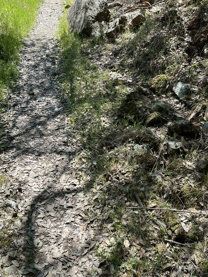 ‘When You See It’: 111 Perfectly Camouflaged Things That Might Take You Ages To Find (New Pics) ‘When You See It’: 111 Perfectly Camouflaged Things That Might Take You Ages To Find (New Pics)