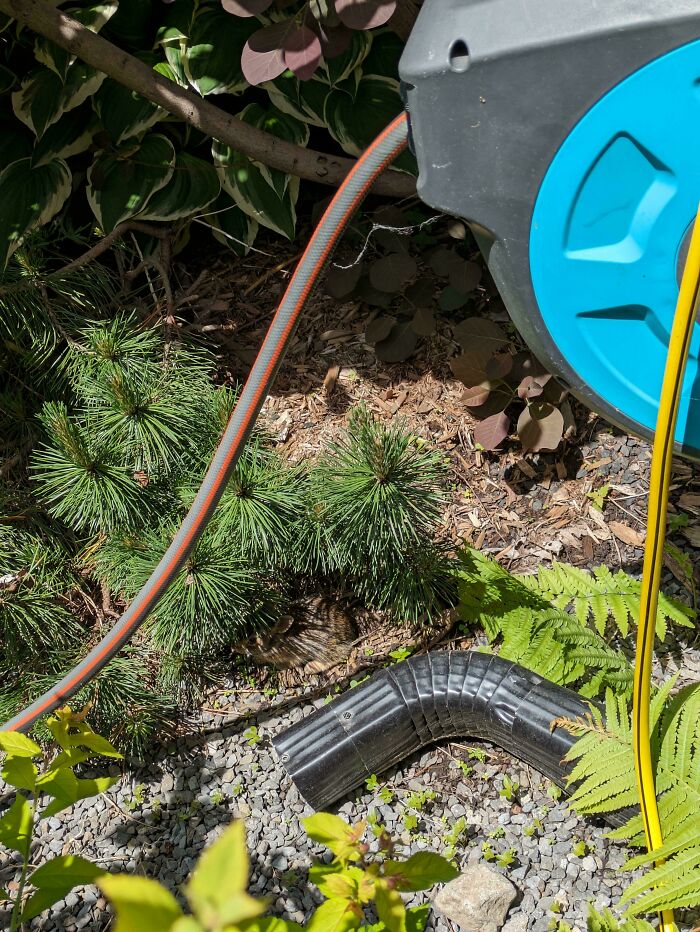 ‘When You See It’: 111 Perfectly Camouflaged Things That Might Take You Ages To Find (New Pics) ‘When You See It’: 111 Perfectly Camouflaged Things That Might Take You Ages To Find (New Pics)